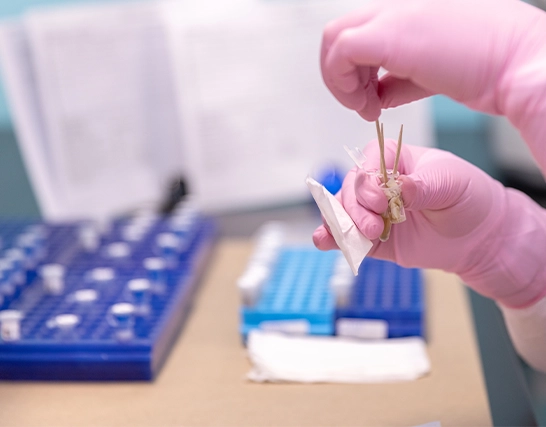 dna toolbox tissue testing