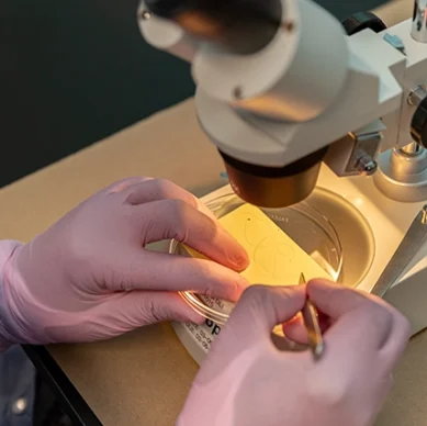 dna toolbox rootless hair shaft